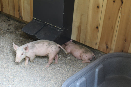 Meet the Pigs! A Little Homestead Update from Ruth